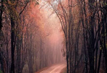 考辛斯肩伤无缘跟随湖人队打进决赛：一段令人难忘的诗篇